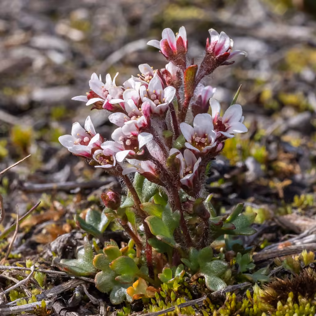 Saxifrage hyperboréale, En fleurs