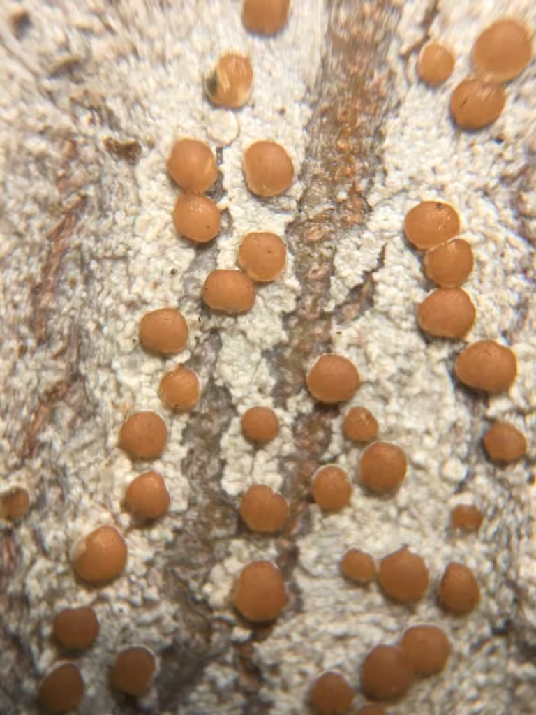 Loxospore ocre foncé, photo 1 sur 5