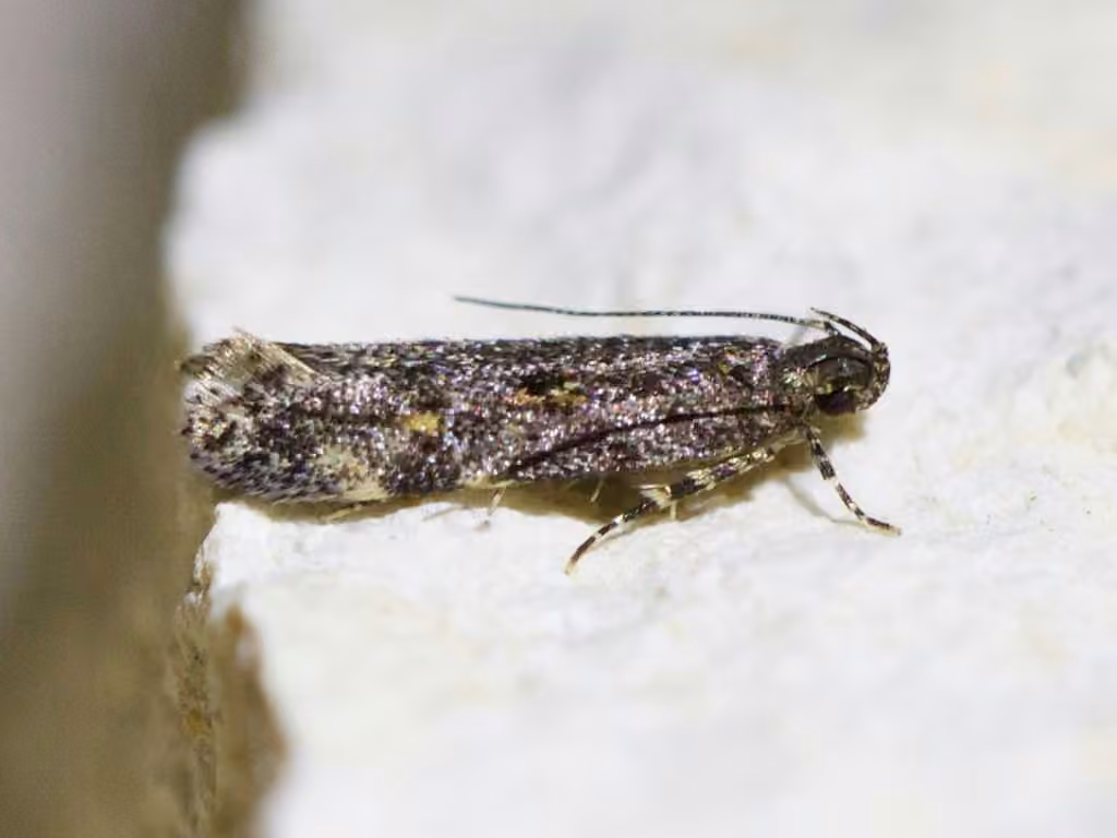 Glauce pectenalaeella, Adult