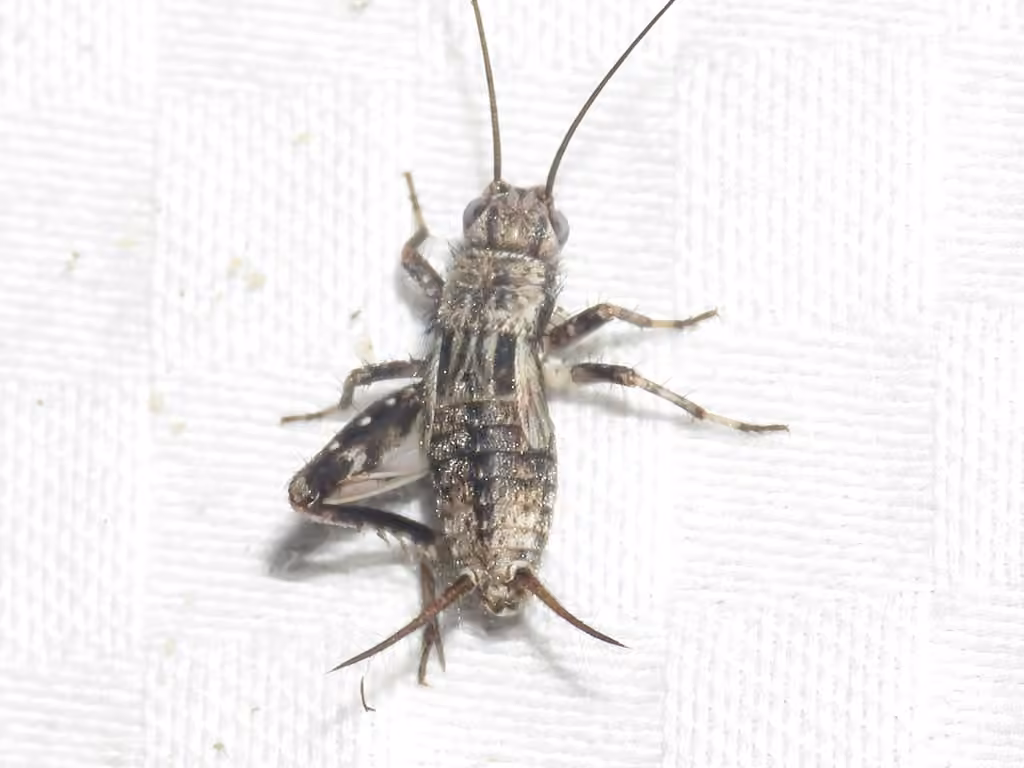 Gray Ground Cricket, Nymph