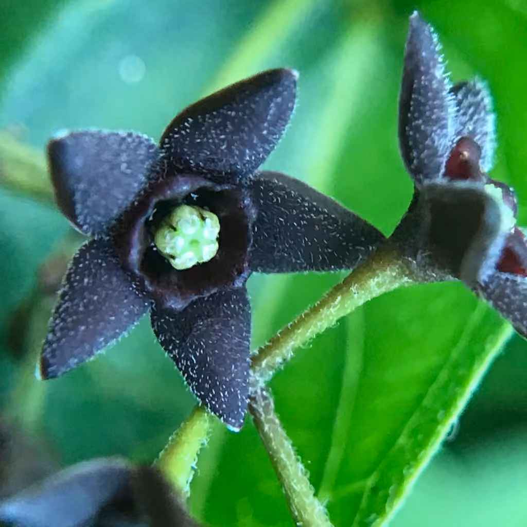 Black swallow-wort, In flower