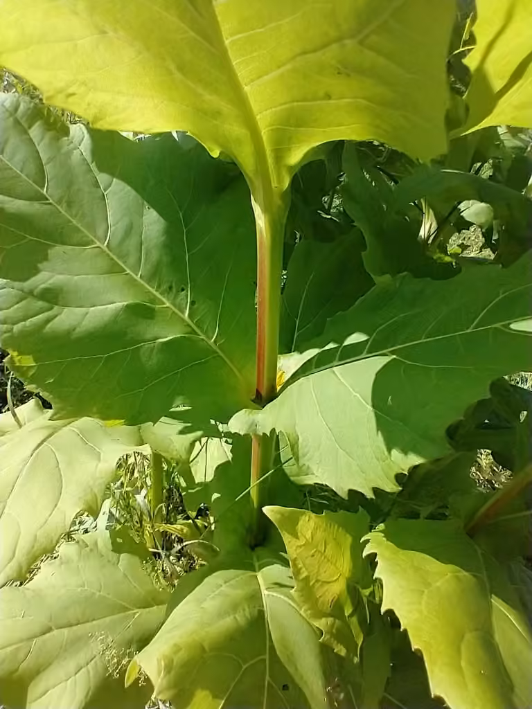 Silphe perfolié, En fleurs