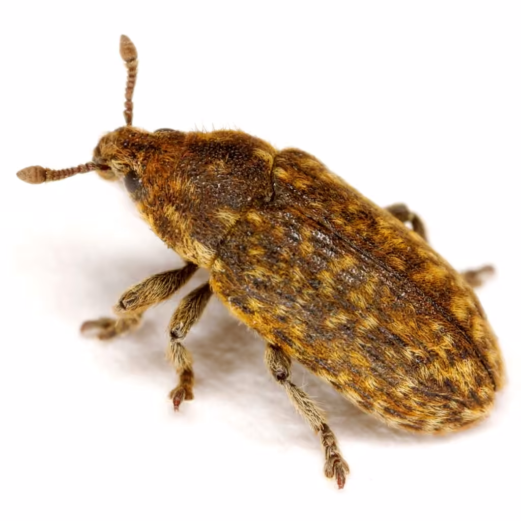 Nodding Thistle Receptacle Weevil, photo 2 of 5