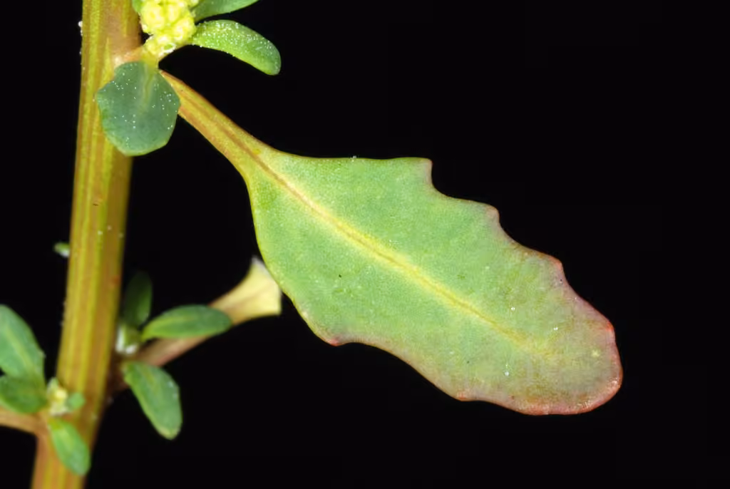 Chénopode glauque, En fruits