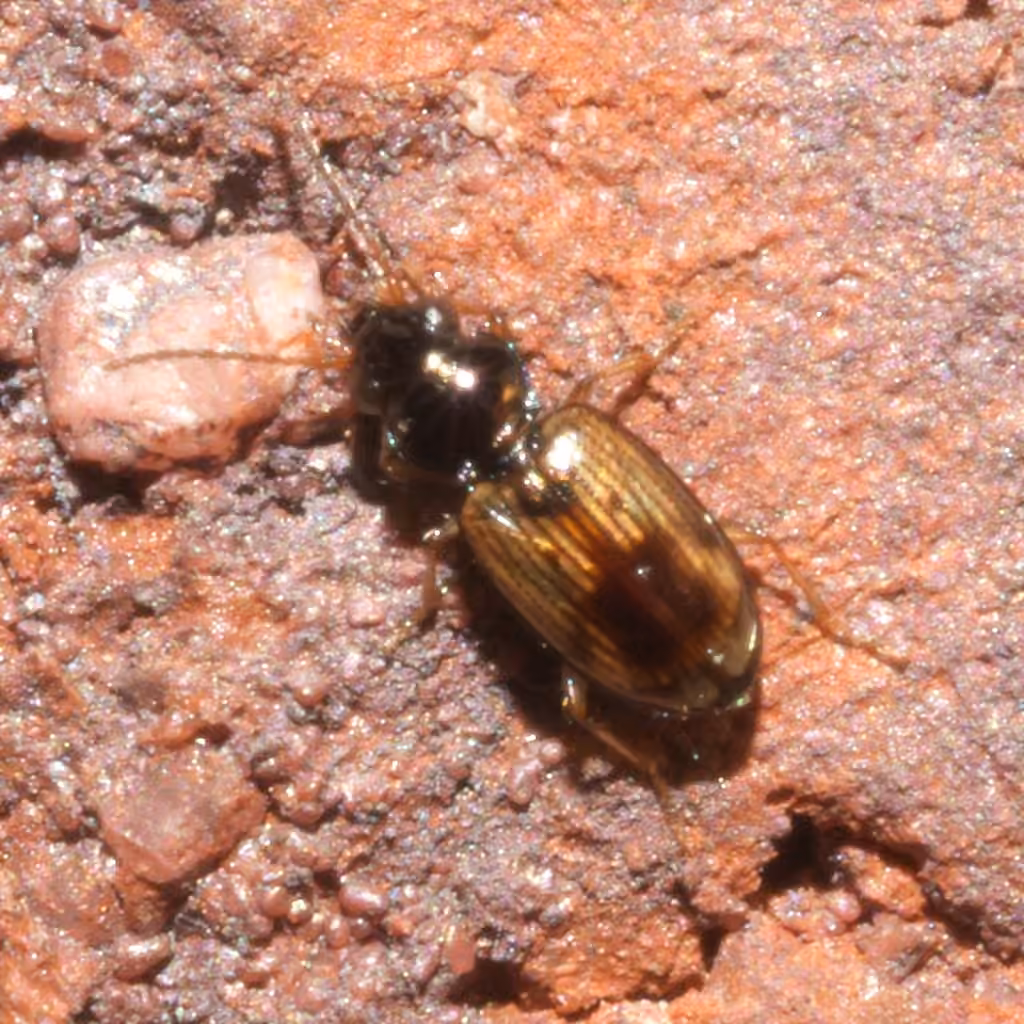 Trèque empoté, photo 3 sur 5
