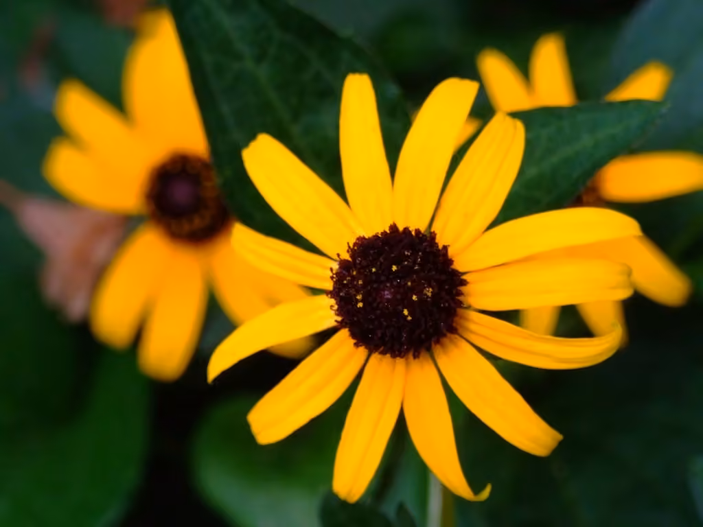 Rudbeckie brillante, photo 1 sur 5