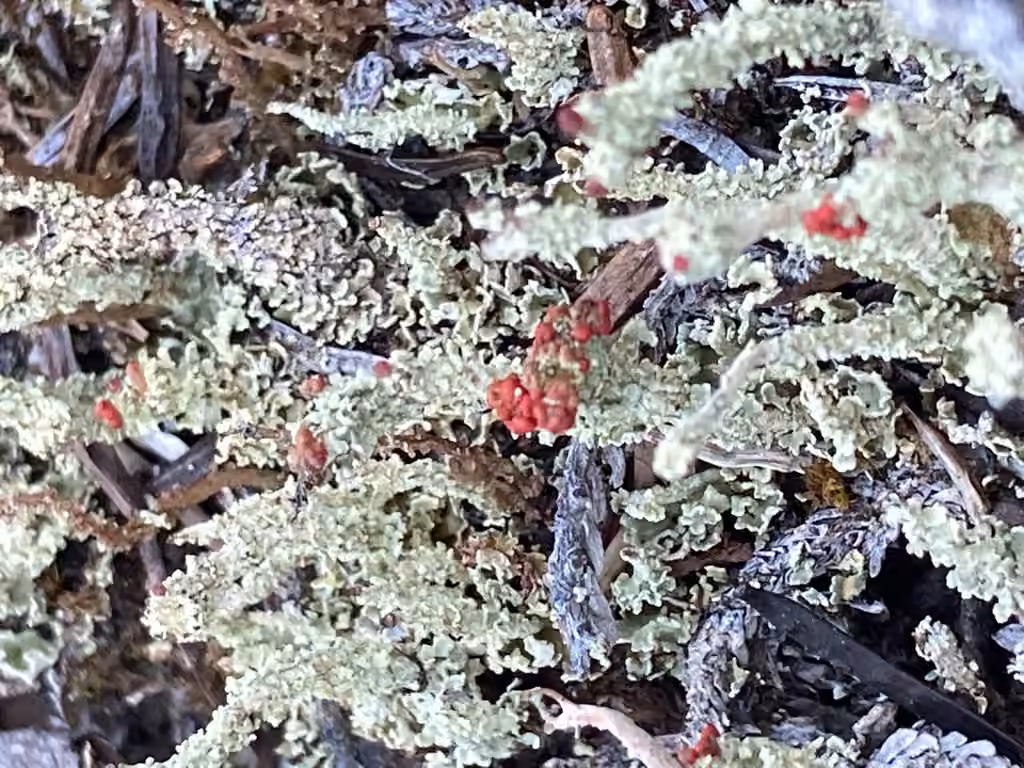 Cladonie pâquerette, photo 3 sur 5