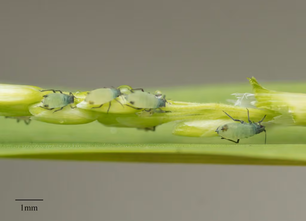 Corn Leaf Aphid