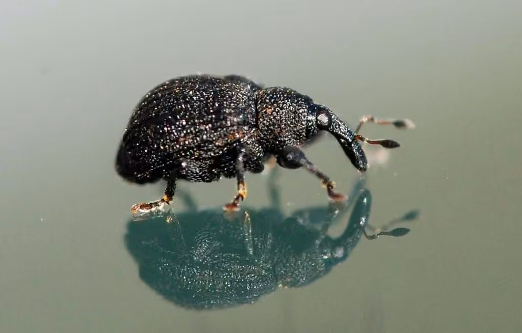Yellow Poplar Weevil, photo 3 of 5