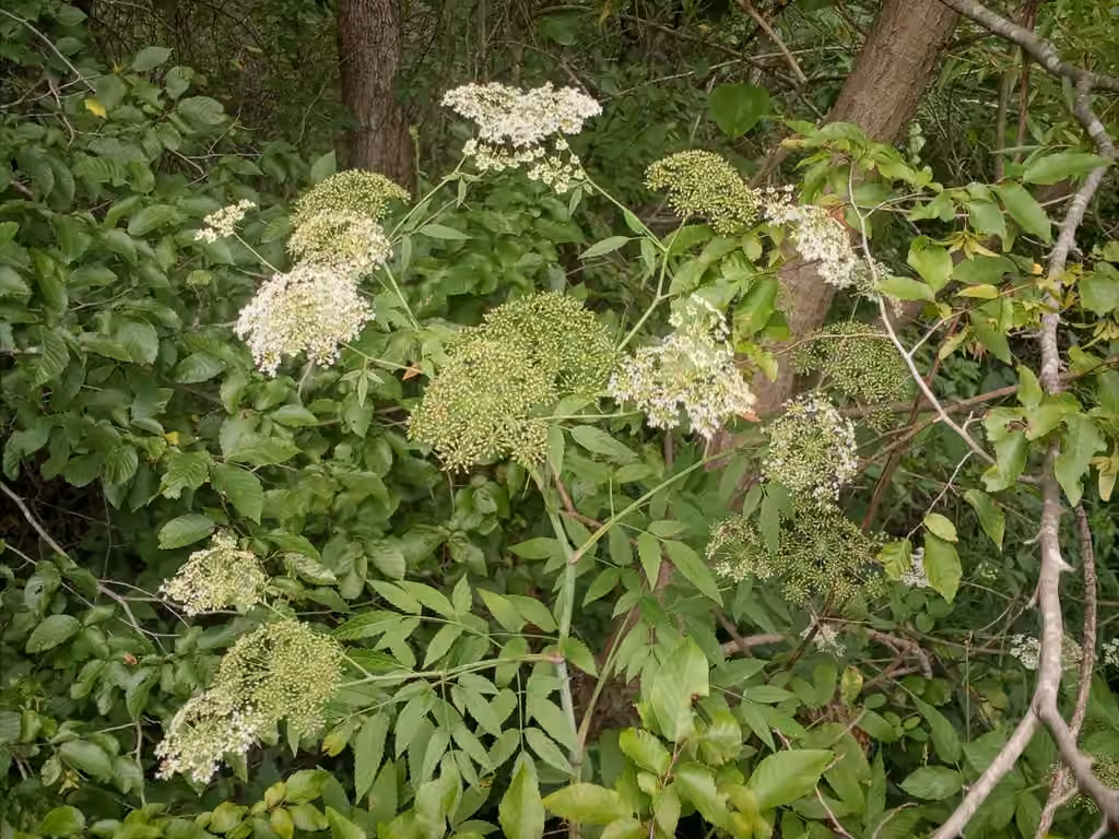 Spotted cowbane, In fruit