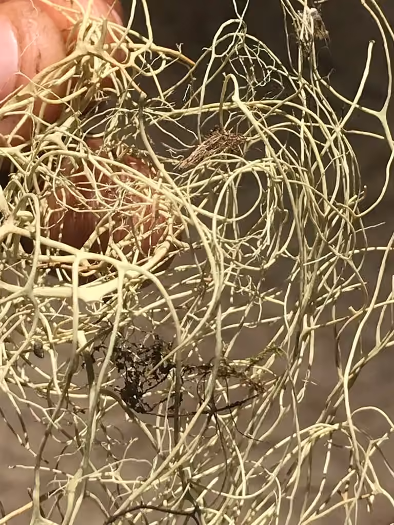 Witch's Hair, photo 3 of 5
