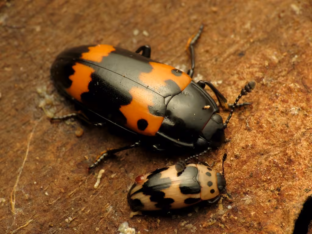 Red-banded Fungus Beetle, photo 2 of 5