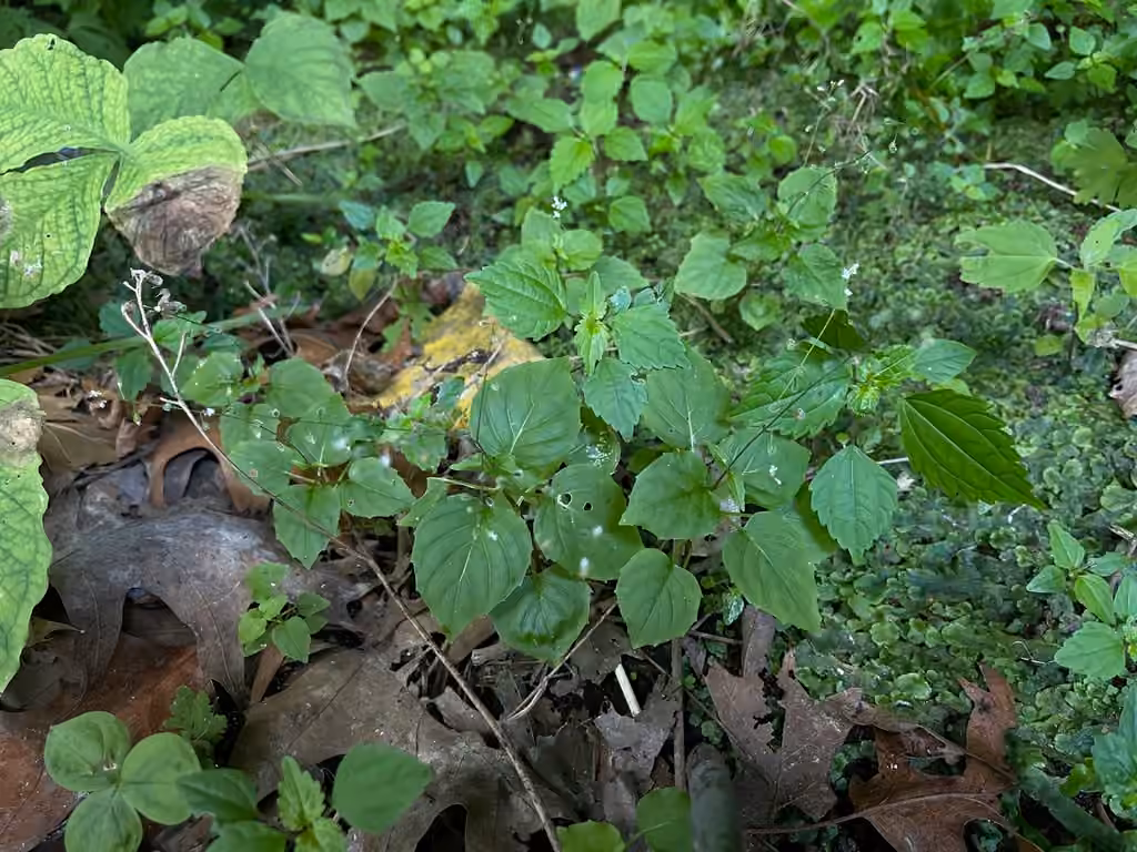 Small enchanter's nightshade, In fruit
