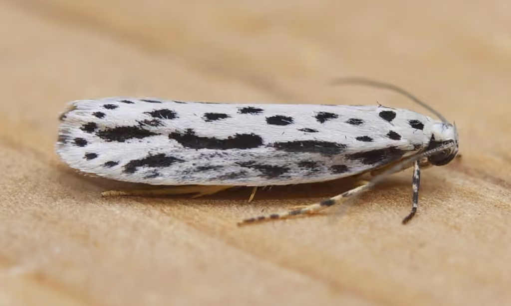Zeller's Ethmia Moth
