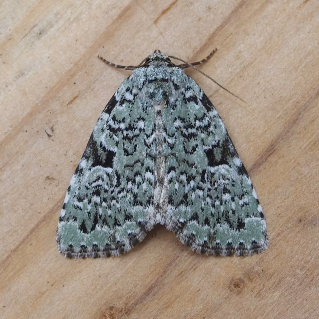 Green Leuconycta Moth, photo 3 of 5
