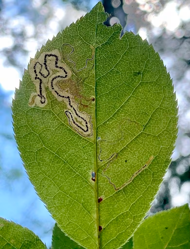 Slingerland's Plum Leafminer Moth, Caterpillar