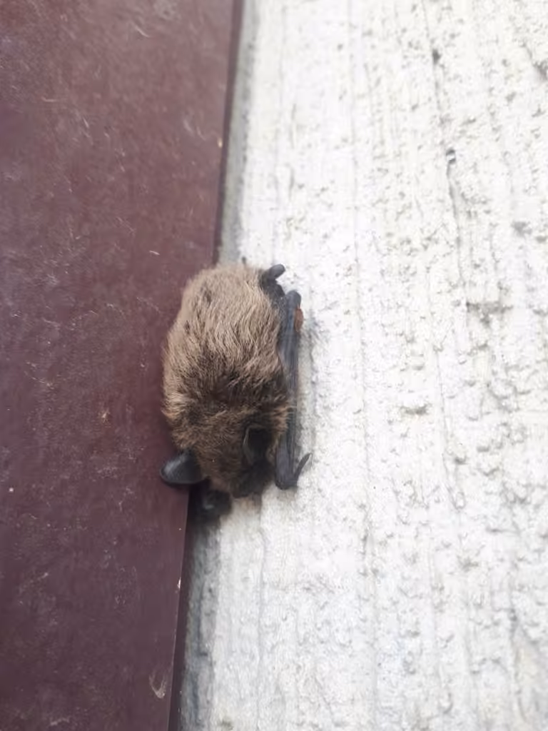 Petite chauve-souris brune, Juvénile