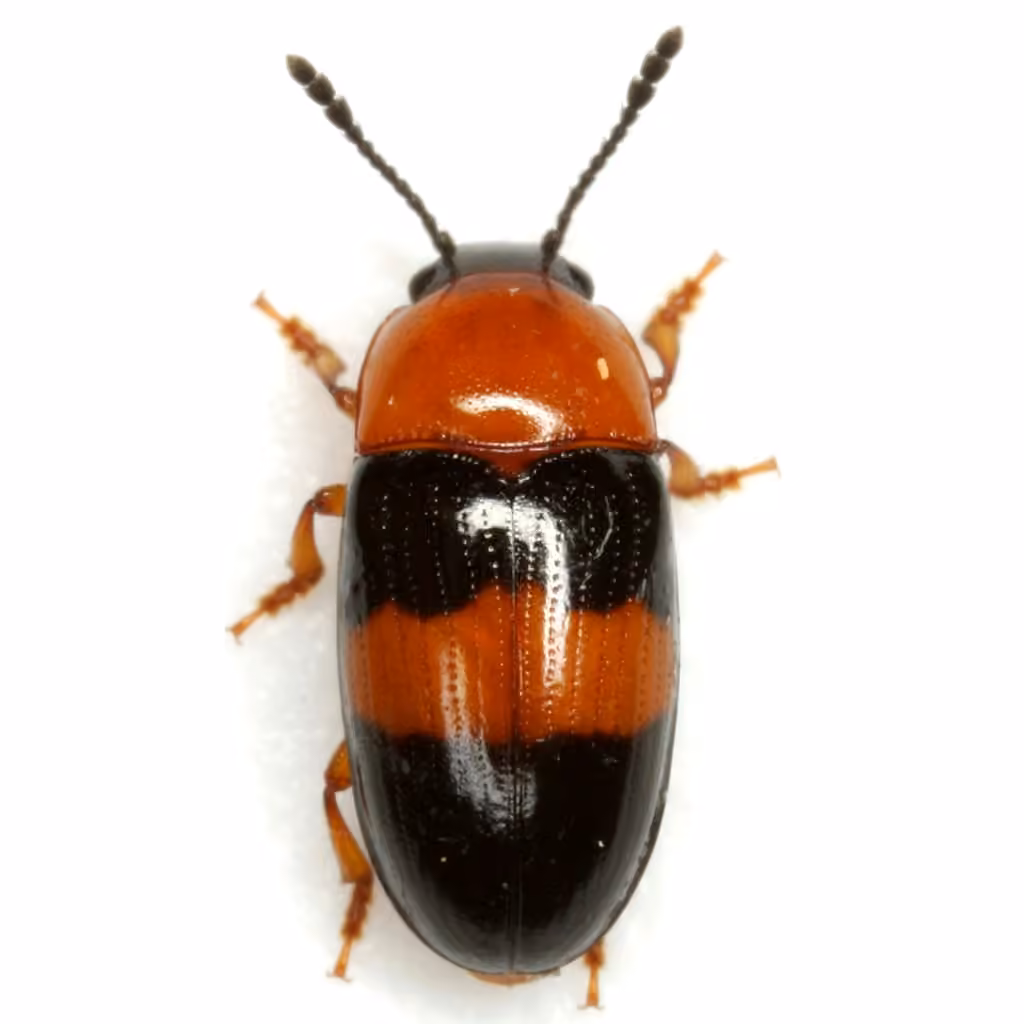 Festive pleasing fungus beetle, photo 2 of 5