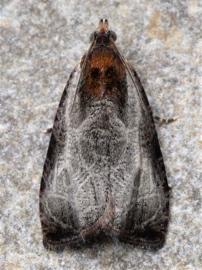 Inornate Olethreutes Moth, Adulte