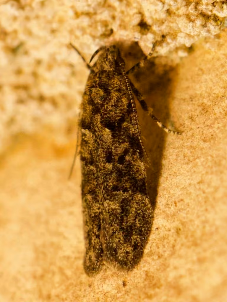 Xenolechia ontariensis, photo 3 of 5