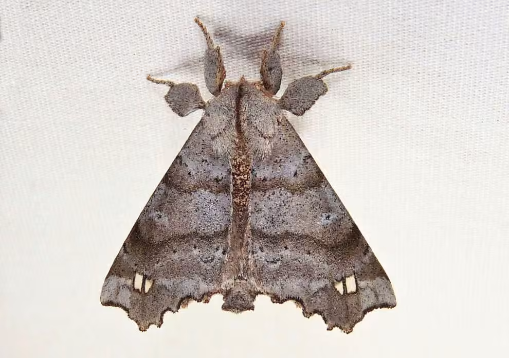 Angel Moth