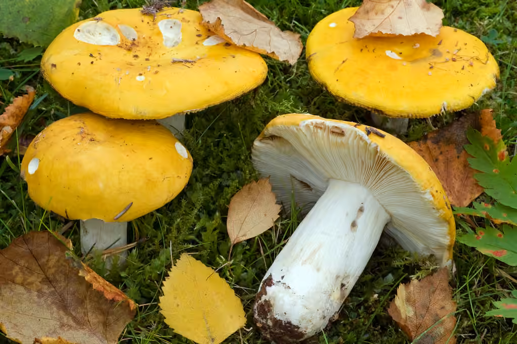 Russule jaune noircissante, photo 2 sur 5
