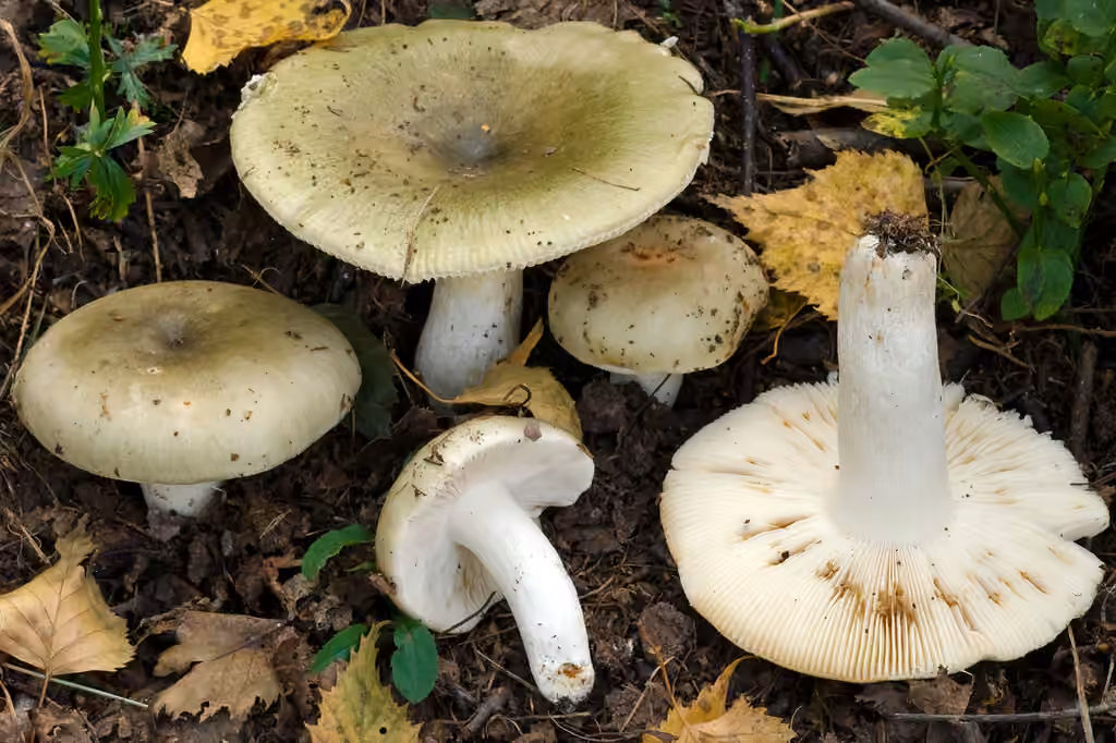Russule vert-de-gris, photo 2 sur 5