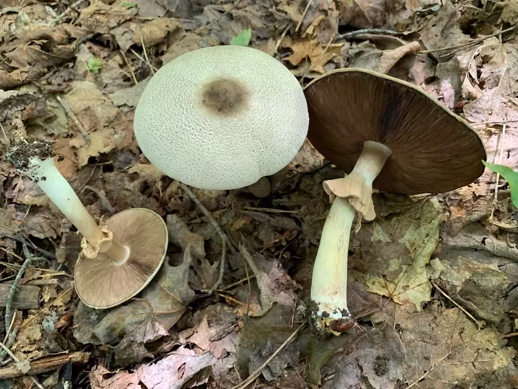 Agaricus leptocaulis, photo 1 of 5