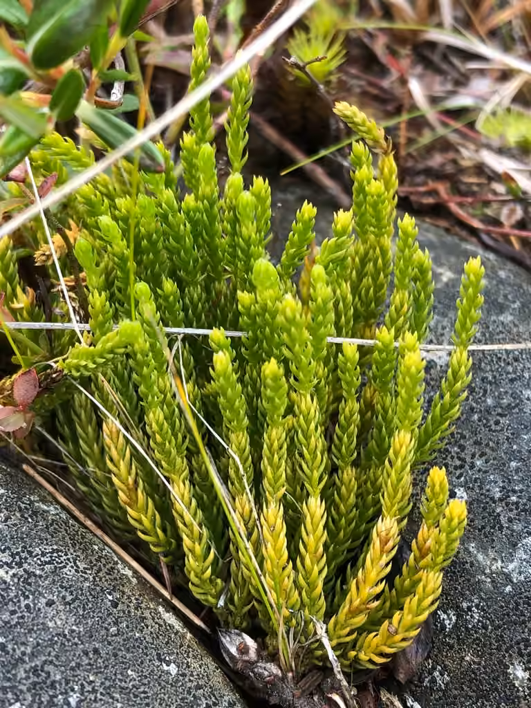 Lycopode de Sitka, photo 3 sur 5