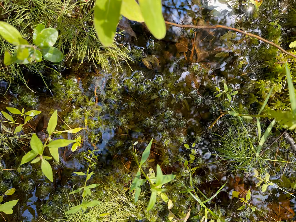 Torrey's sphagnum, photo 3 of 5