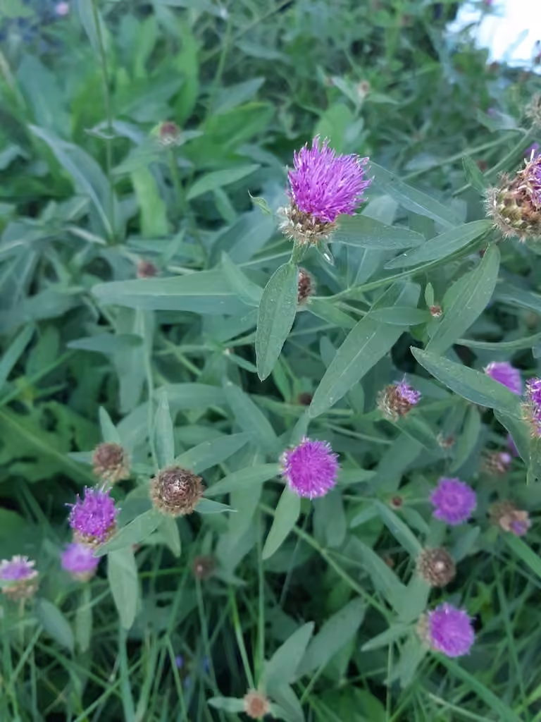 Centaurée noire, En fleurs