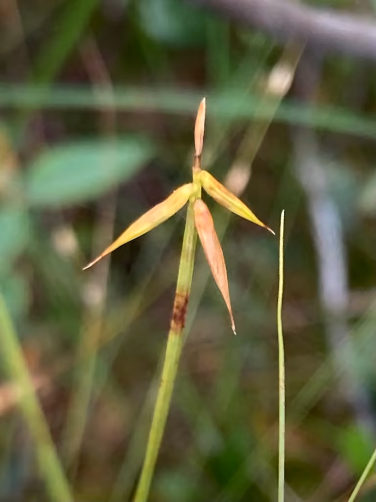 Carex pauciflore, photo 3 sur 5