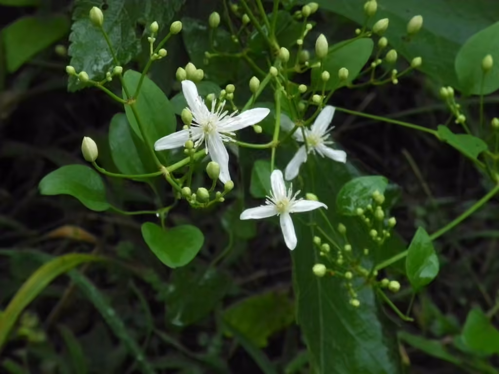 Clématite à panicules