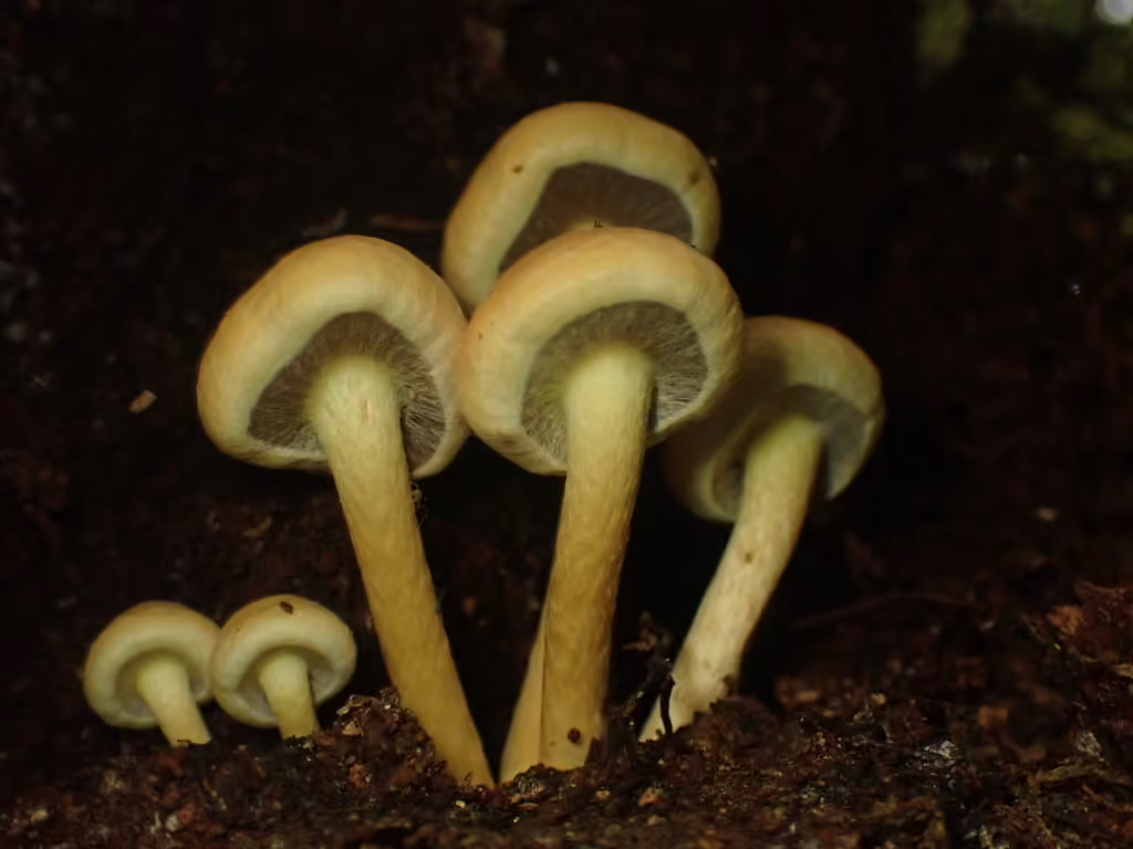 Sulphur Tuft, photo 3 of 5
