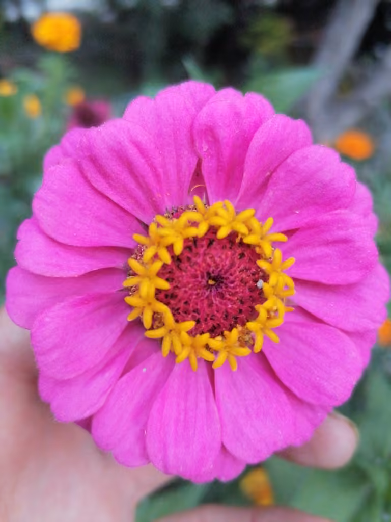 Youth-and-age, In flower