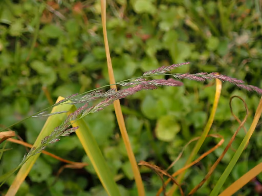 Mexican muhly, In flower
