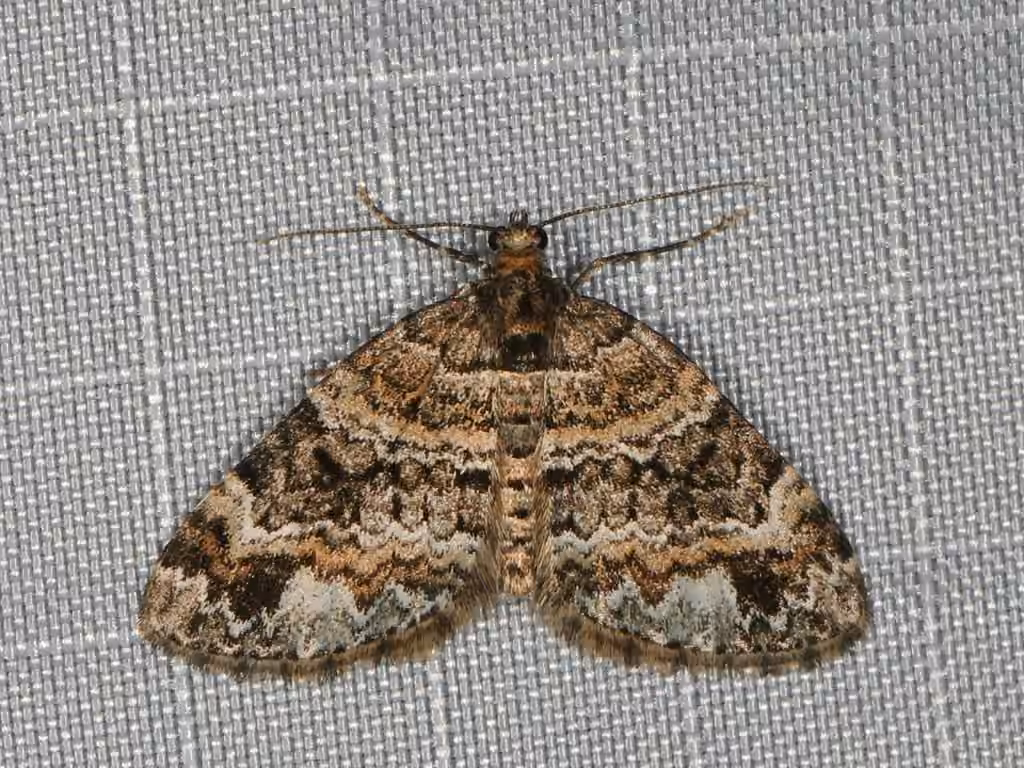 Square-patched Carpet Moth, Adult