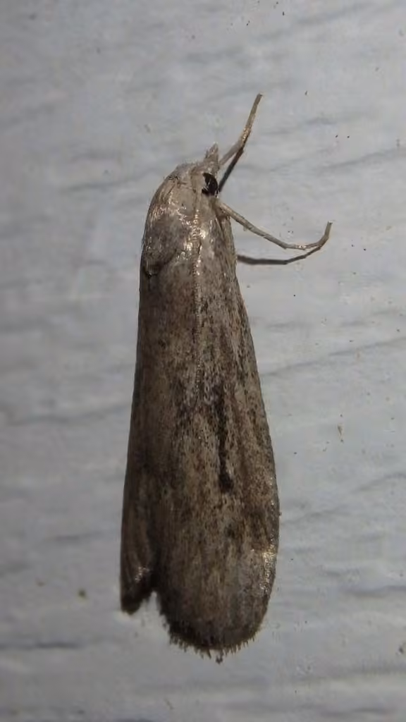 Terrenella Bee Moth, Femelle