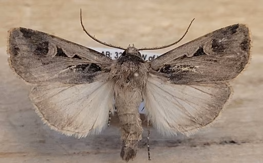 Subgothic Dart, Adult male