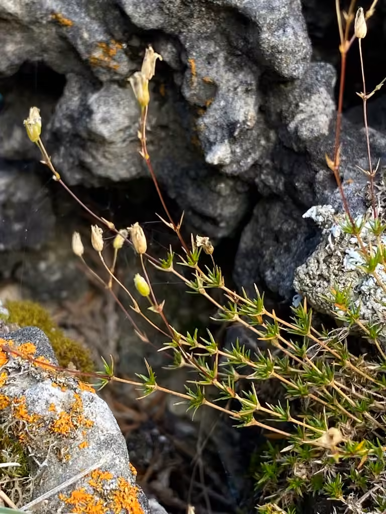 Sabline de Michaux, En fruits
