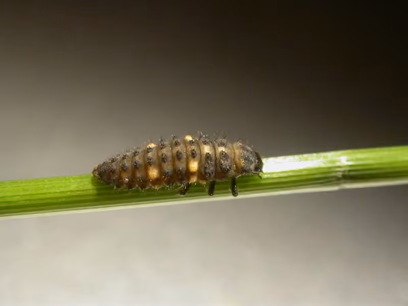 Coccinelle à hiéroglyphes, photo 2 sur 5