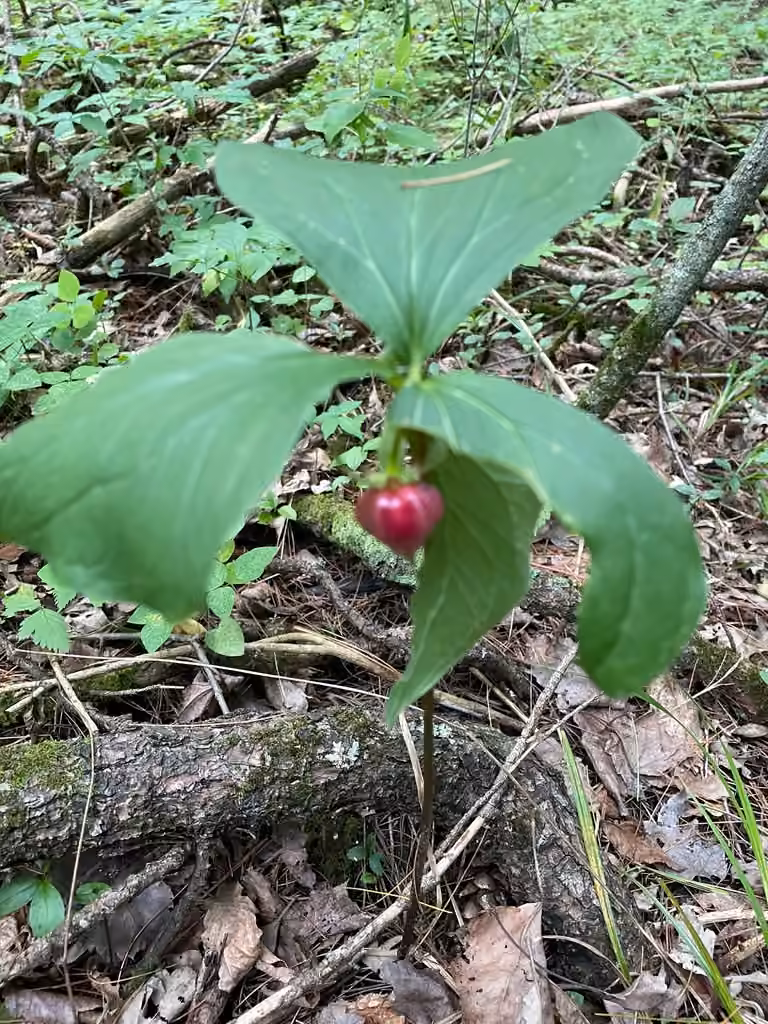 Whip-poor-will flower, In fruit