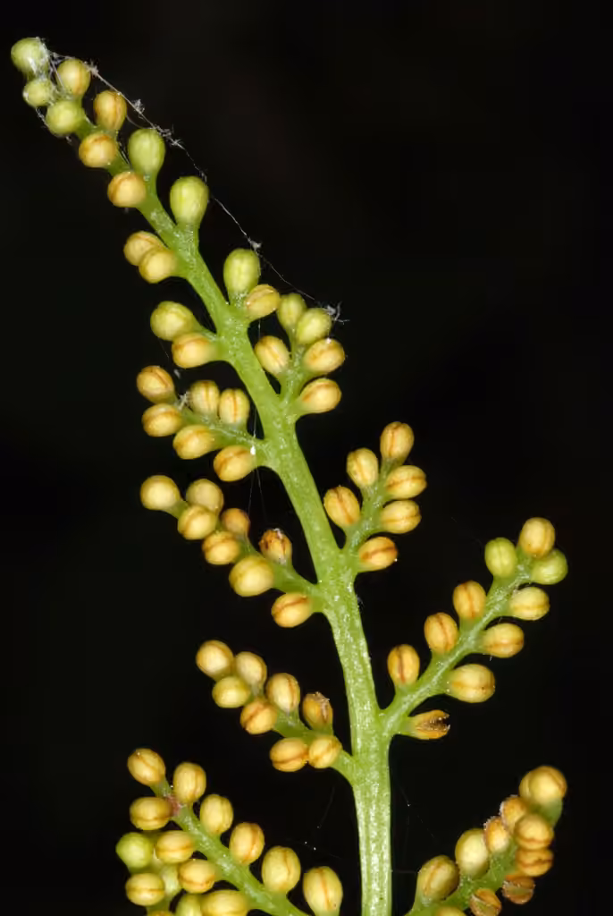 Rattlesnake fern, photo 3 of 5