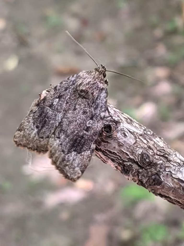 Noctuelle cuivrée, photo 3 sur 5