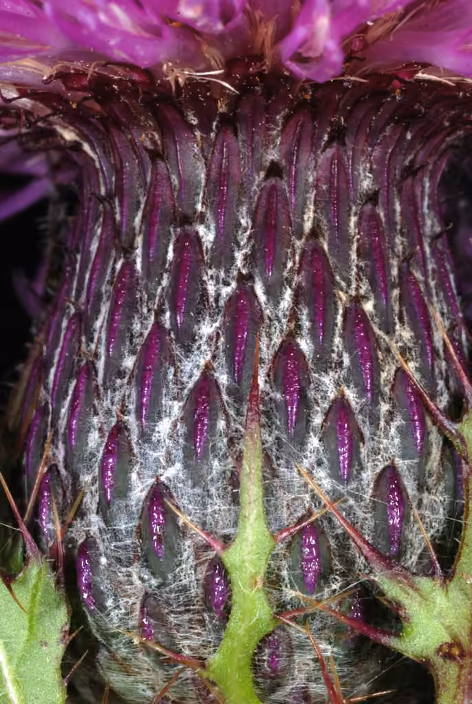 Swamp thistle, In flower