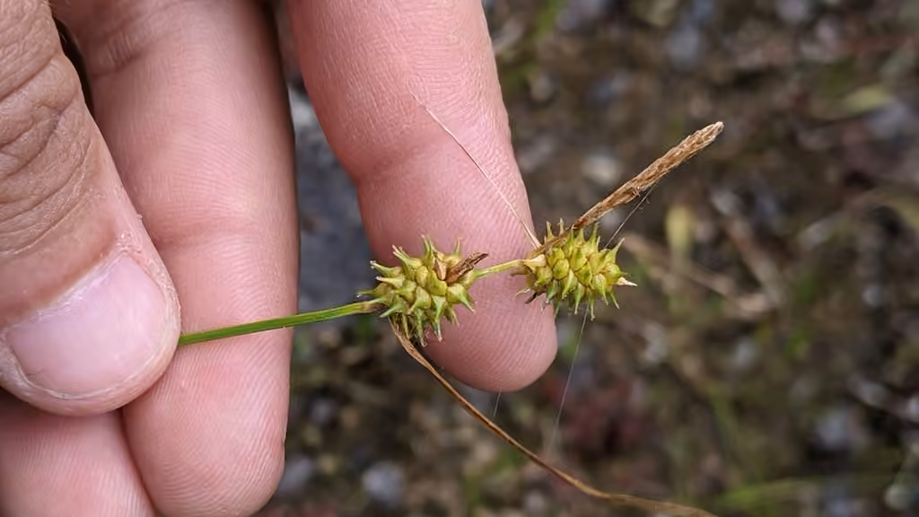 Carex à écailles cachées, En fleurs
