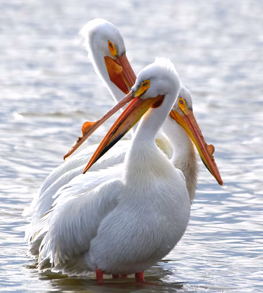 American White Pelican, photo 2 of 5