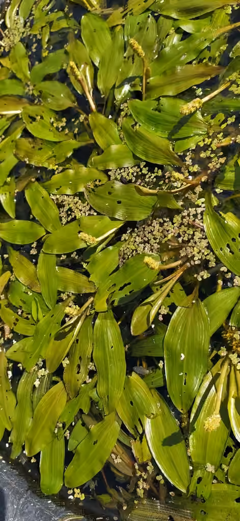 Potamot alpin, En fleurs