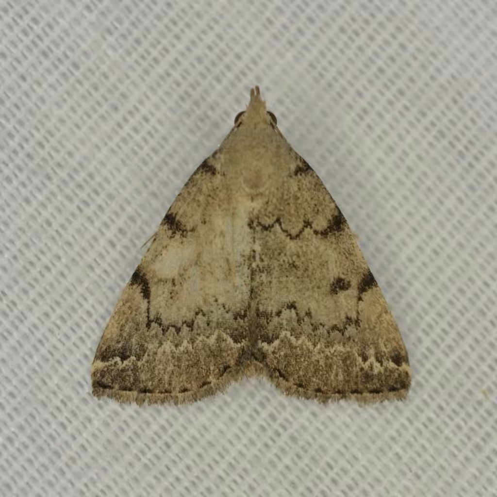 Flagged Fan-foot, Adult
