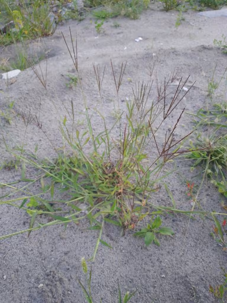 Smooth crabgrass, photo 1 of 5